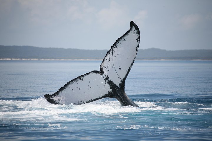 Hervey Bay Whale Watching Cruise - Book Restaurant